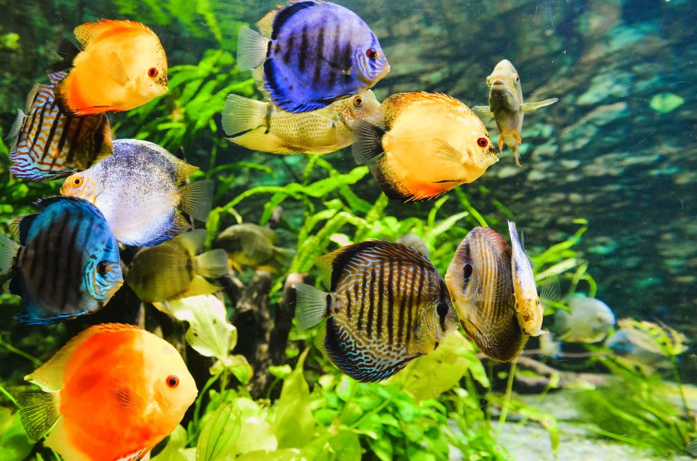 tropical fish with plants and rockery