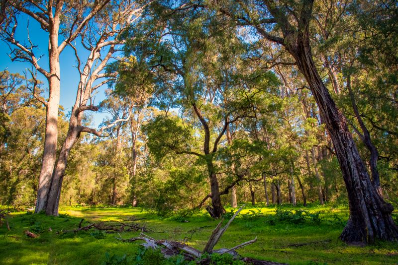 Tuart trees Western Australia
