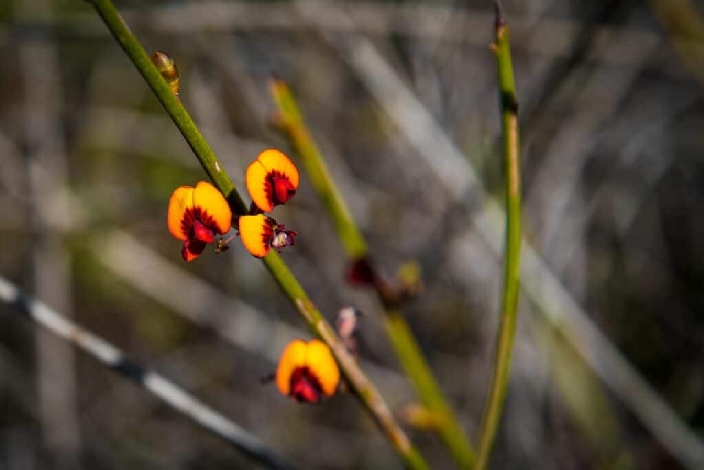 orchids Western Australia
